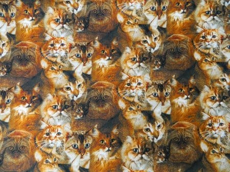 katzen