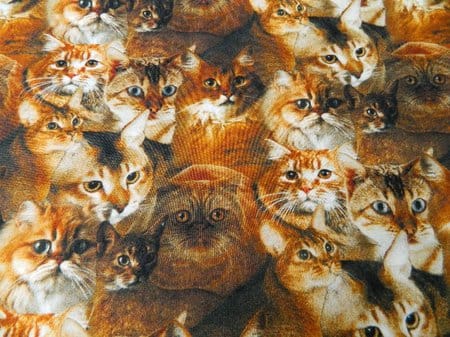 katzen1