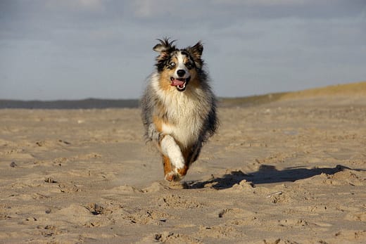 Collie
