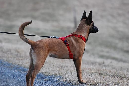 Das optimale Hundegeschirr