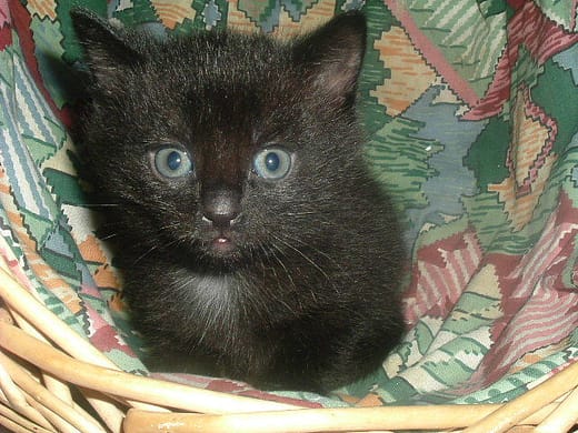 Kater