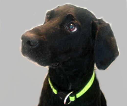 Labrador